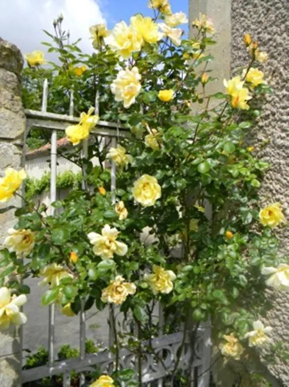 Chateau De Lahitte Bed and Breakfast Vergoignan 0*,
